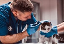 having-an-online-veterinarian-for-your-beloved-pets-is-important
