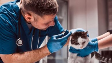 having-an-online-veterinarian-for-your-beloved-pets-is-important