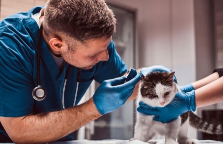 having-an-online-veterinarian-for-your-beloved-pets-is-important